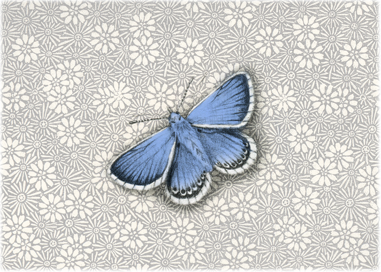 Lesley White Illustrator Brighton